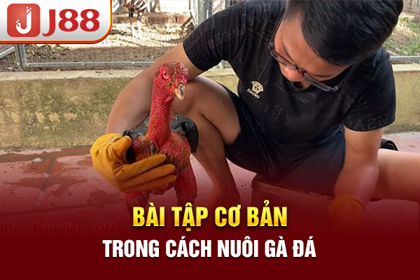 Bài tập cơ bản trong cách nuôi gà đá