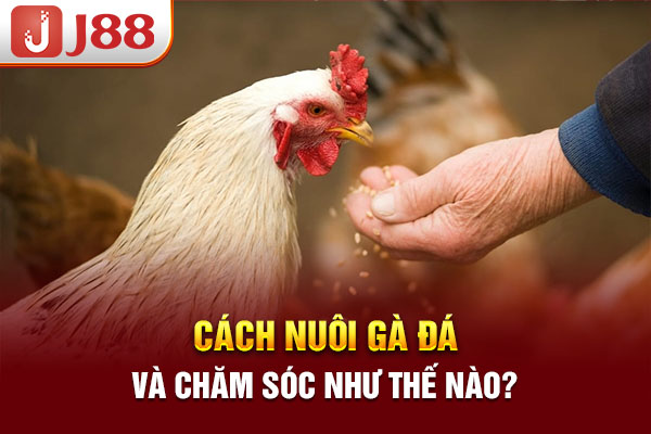 Cách nuôi gà đá và chăm sóc như thế nào?