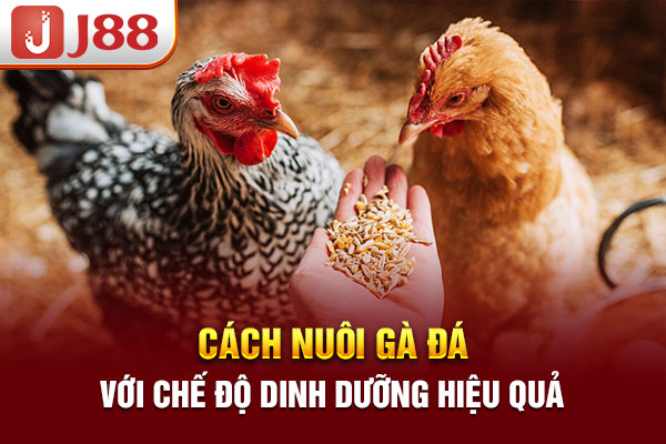 Cách nuôi gà đá với chế độ dinh dưỡng hiệu quả