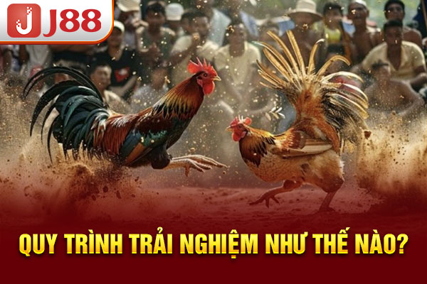 Quy trình trải nghiệm như thế nào?